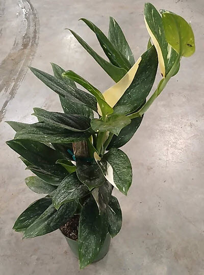 6" Monstera Standleyana Variegated Albo Pole